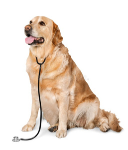 美丽的label-dressroutine日常事分类寻猎物犬和听诊器向