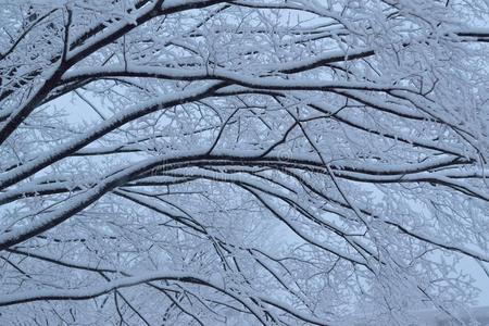 下雪的冬树风景在的时候重的下雪