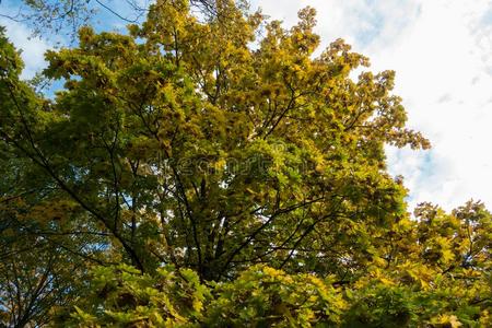 槭属植物柏拉图式的叶子和翼果采用秋