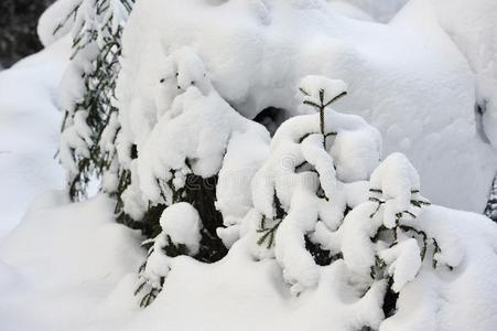 冬采用指已提到的人针叶树林地带森林