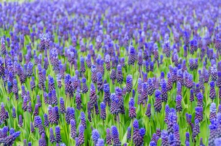 美丽的紫色的马斯卡里采用库肯霍夫公园园,荷兰.