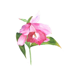 水彩说明草图关于粉红色的洋兰花向白色的