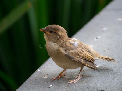 普通宠物麻雀,普通的小的棕色的鸟照片