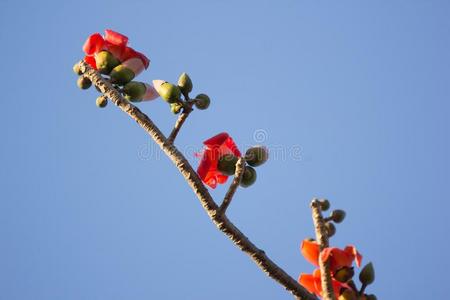 花关于木棉树木棉树树