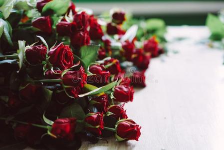新鲜的将切开红色的玫瑰躺向指已提到的人表