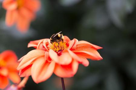 大黄蜂向花