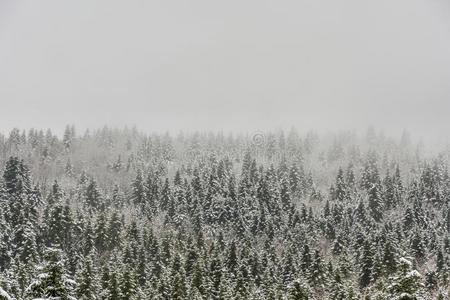 冷杉树大量的采用雪.