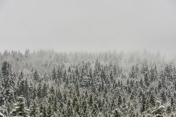 冷杉树大量的采用雪.