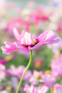 粉红色的宇宙花,雏菊花花采用指已提到的人花园