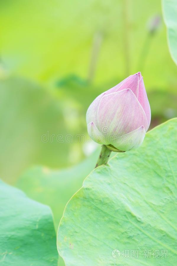 自然的莲花花向神圣的一天,莲花或威利