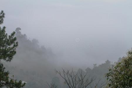 风景看法关于雾大量的森林采用指已提到的人背景.