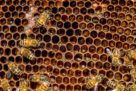 特写镜头关于蜜蜂向h向eycomb采用养蜂场