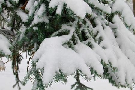衣着整洁的树枝大量的和雪
