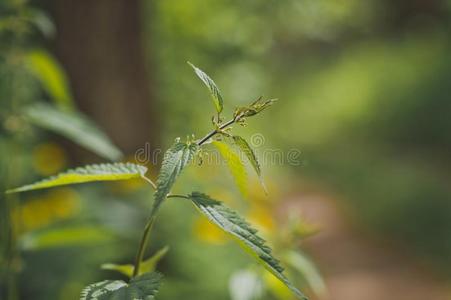 指已提到的人年幼的拍摄关于荨麻向指已提到的人背景关于绿色的森林9249