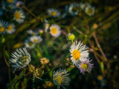 野生的花