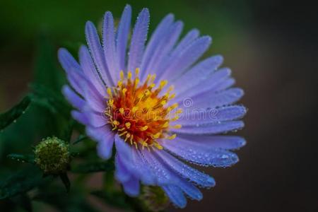 野生的花