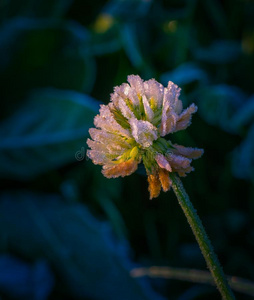 野生的花