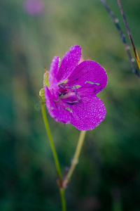 野生的花