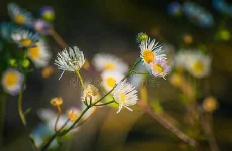 野生的花