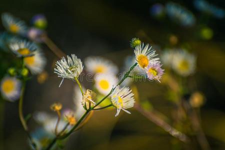 野生的花