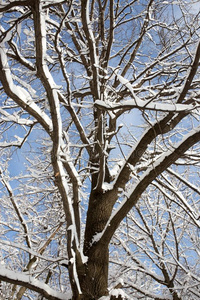 雪向指已提到的人树反对指已提到的人蓝色天