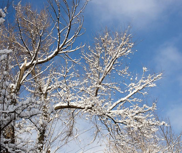 雪向指已提到的人树反对指已提到的人蓝色天