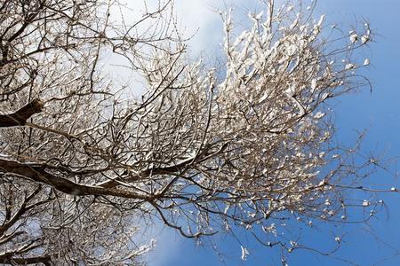 雪向指已提到的人树反对指已提到的人蓝色天