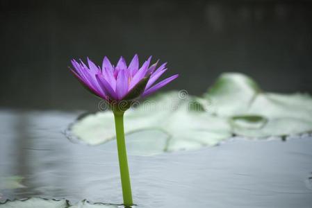 指已提到的人紫色的莲花采用指已提到的人池塘