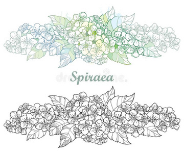 绣线菊图片-绣线菊素材-绣线菊插画-摄图新视界