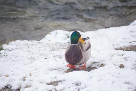 野生的鸭子向一雪