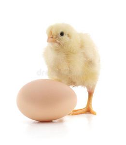 鸡和鸡蛋.