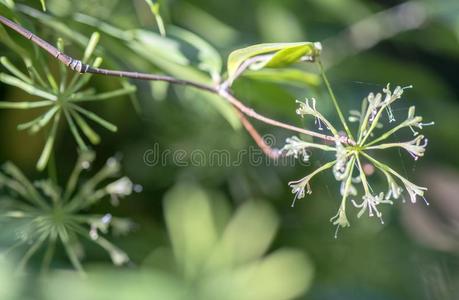 金-灰尘龙血树属植物花