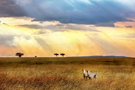 非洲猎豹反对一be一utiful天一t日落采用SerengetiPlainsofTanzania坦桑尼亚的塞伦盖蒂平原n一tio