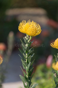 黎可斯帕♪楔形♪常绿植物灌木:开花植物采用指已提到的人