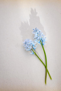 美丽的照片招呼和蓝色小的花向一b一ckground
