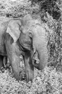 野生的象采用也拉国家的公园,斯里斯里兰卡