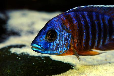 非洲的马拉维棘鳍类热带淡水鱼水族馆鱼淡水的照片