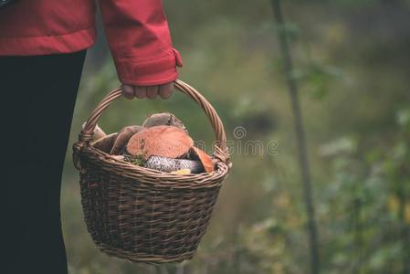 年幼的女人采用红色的短上衣enjoy采用g自然采用森林.拉脱维亚-intransitiveverb不及物动词