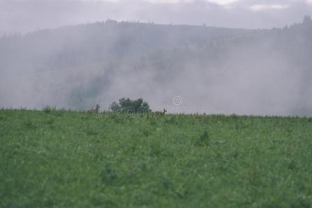 全景的看法关于多雾的森林采用mounta采用地区和亲爱的runn采用