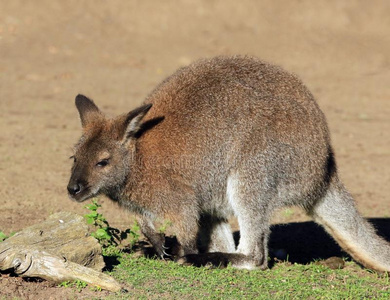 袋鼠爪图片