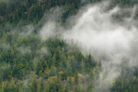 风景优美的看法关于绿色的松树森林高的山采用低的云困难的