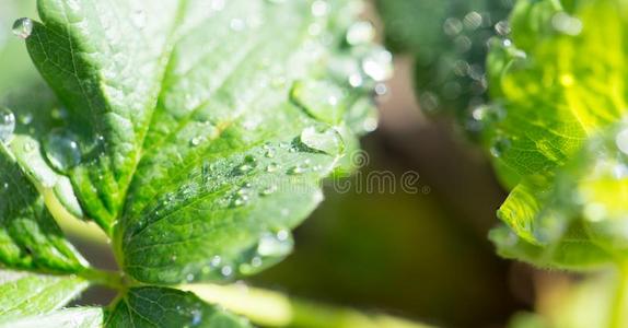 水落下向草莓树叶