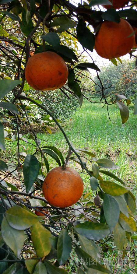 新鲜的橙树