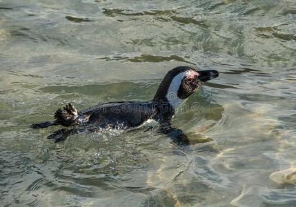 非洲的企鹅游泳