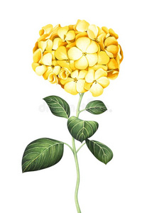 水彩黄色的八仙花属隔离的向白色的背景