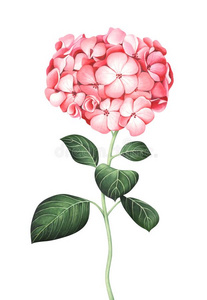 水彩粉红色的八仙花属隔离的向白色的背景