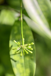 金-灰尘龙血树属植物花