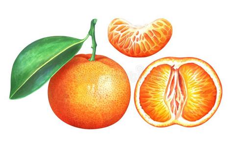 收集关于成熟的水彩橘子隔离的向白色的后面