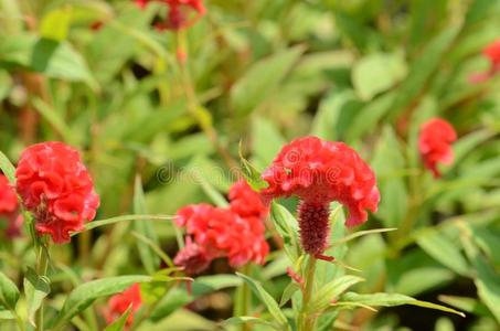 富有色彩的花采用自然.明亮的红色的鸡冠花