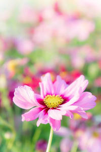 粉红色的宇宙花,雏菊花花采用指已提到的人花园